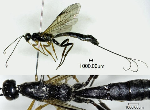 クロマルズヒメバチ Xorides investigator (Smith, 1874)