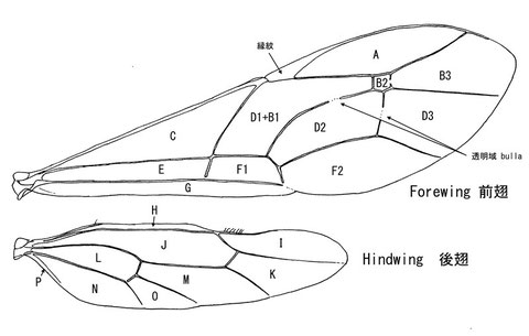 Friona okinawana Uchida (Cryptinae) の翅(上の2枚も同様) アルファベットは下記翅室に対応
