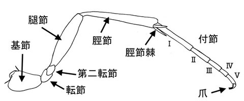 後脚：ハラアカヒメバチ Fileanta caterythra Townes, Momoi & Townes (Ichneumoninae)．