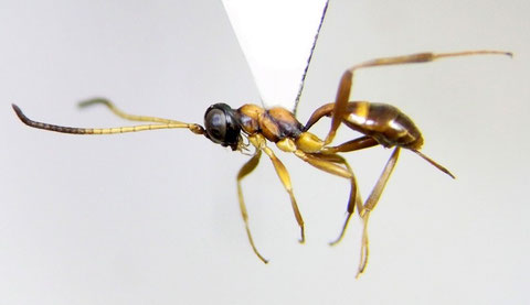 ハネナシヒメバチの一種 Gelis sp.