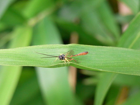 Charops bicolor (Szepligeti, 1906)