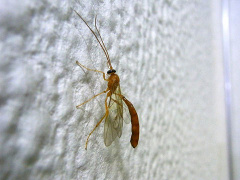 サキボソアメバチ Ophion fuscomaculatus Cameron, 1899