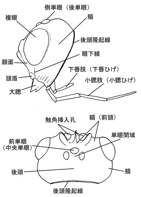 頭部（前面、側面、背面）　ニッポンツノコマユバチ Helconidea nipponica (Watanabe,1972)　（フチガシラコマユバチ亜科）