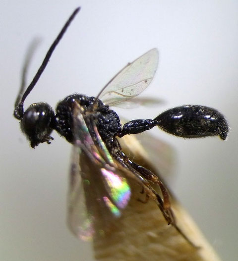 Helorus yezoensis Kusigemati, 1987 (Holotype: 鹿児島大学農学部収蔵)