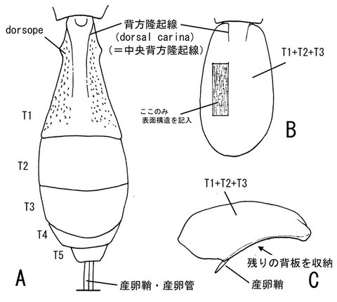 後体節(A, B, 背面:C, 側面) A, ニッポンツノコマユバチ Helconidea nipponica (Watanabe,1972); B, C, パーキンスコウラコマユバチ Ascogaster perkinsi Huddleston, 1984