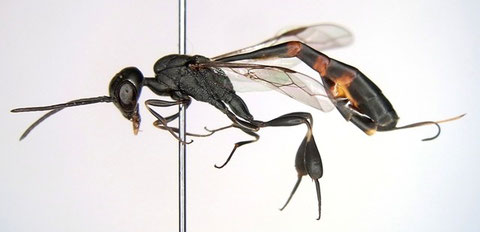 ヒメコンボウヤセバチ Gasteruption assectator (Linnaeus, 1758)