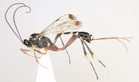 水稲害虫の天敵、トウヨウホソウスマルヒメバチ Leptobatopsis indica (Watanabe et al., 2010b より)