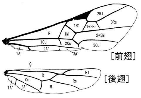 前翅翅室 （Sharkey, 1993：Hymenoptera of the World）ニッポンツノコマユバチ Helconidea nipponica (Watanabe,1972)　