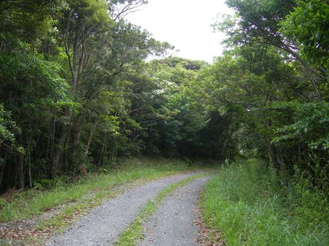 Photo 10. 奄美大島中央林道　一見尾根でよい環境に見えるが、南に行くとこのような場所ではあまりヒメバチが採れない。（ヒメバチに似た虫は採れる）