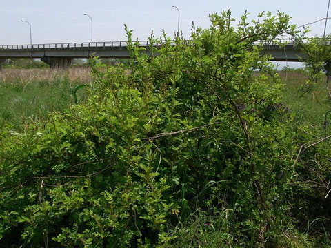 フトタマバチヤドリヒメバチが多数飛来した河川敷のノイバラ。♀は枝の隙間を縫うように忙しく飛ぶ。
