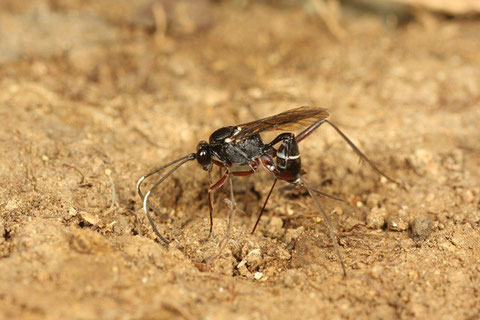 ナミツチスガリの巣に産卵管を差し込むアリジゴクトガリヒメバチ Myrmeleonostenus babai (川島・渡辺,2011より)(見事な写真は川島さんの撮影による)