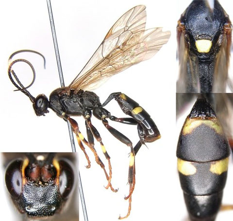ニイクニヒメバチ Diphyus niikunii (Matsumura, 1912)