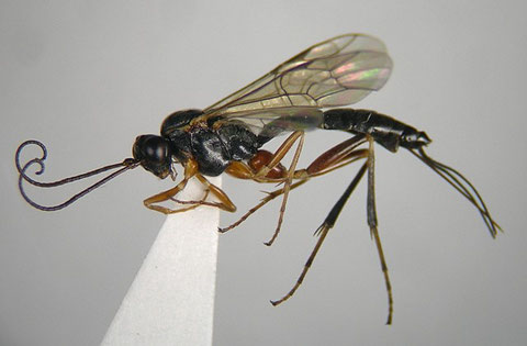 トドマツハマキヒメバチ Cephaloglypta murinanae (Bauer, 1941)