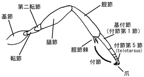 脚（側面）　パーキンスコウラコマユバチ Ascogaster perkinsi Huddleston, 1984（コウラコマユバチ亜科）