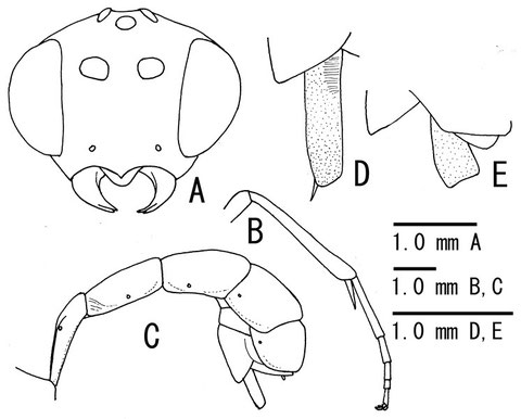 図．Sphinctus各種 ― A, 前方から見た頭部; B, 側方から見た後脚; C, 側方から見た後体節; D, E, 後体節末端部、特に産卵鞘 （A-D, クロムネハバチヒメバチ Sphinctus nigrithorax Uchida, 1931; E, コガタクロムネハバチヒメバチSphinctus vitripennis Kasparyan, 1992 ）