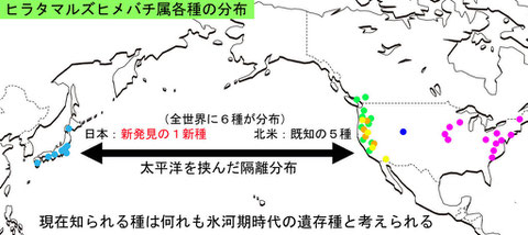 ヒラタマルズヒメバチ属各種の分布