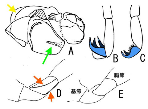 図．タテスジコマユバチ各種 ― A, 中体節； B, C, 前脚付節爪； D, E, 後脚の転節と第二転節 （A．マツムラベッコウコマユバチ Braunsia matsumurai Watanabe, 1937； B, D, Coccygidium nihonense Sharkey, 1996； C, E, クロヒゲアカコマユバチ Cremnops desertor (Linnaeus, 1758)