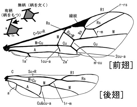 前翅翅脈 （Sharkey, 1993：Hymenoptera of the World）ニッポンツノコマユバチ Helconidea nipponica (Watanabe,1972)（脇の補足を除く）　
