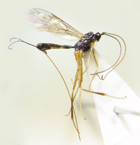 Macrocentrus bicolor Curtis,1833