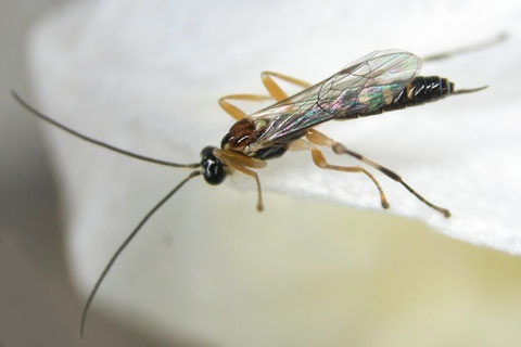 マダラコブクモヒメバチ Zatypota albicoxa (Walker, 1874) （上図の幼虫が成長したもの）