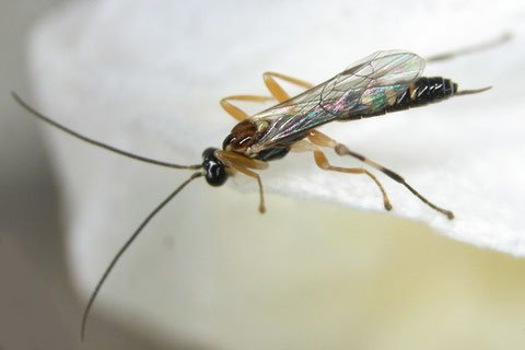 マダラコブクモヒメバチ Zatypota albicoxa (Walker, 1874) (上図の幼虫が成長したもの)