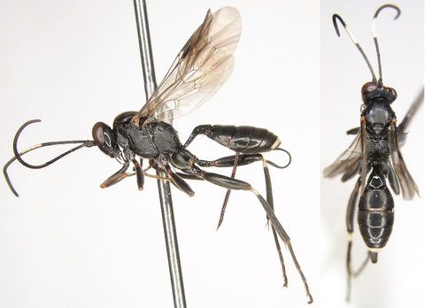 シロテントガリヒメバチ Agrothereutes lanceolatus (Walker, 1874)