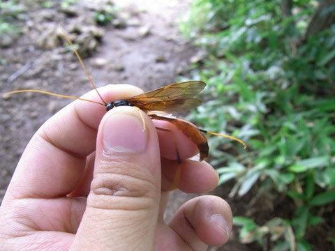 コンボウアメバチ Habronyx insidiator (Smith, 1874) (北海道札幌市円山公園)