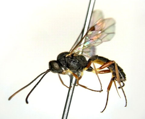 ニホンチビマルヒメバチ Stilbops japonicus Watanabe & Maeto, 2012