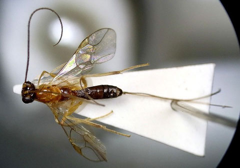オナガコンボウコマユバチ Charmon extensor (Linnaeus,1758)