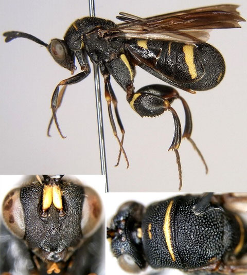 シリアゲコバチ Leucospis japonica Walker, 1871 (♀)
