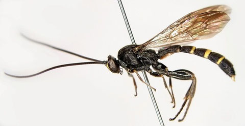 ムラサキメンガタヒメバチ Metopius (Ceratopius) citratus (Geoffroy, 1785)