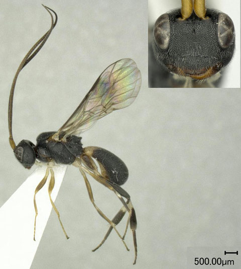 ヒゲナガコウラコマユバチ Ascogaster formosensis Sonan, 1932