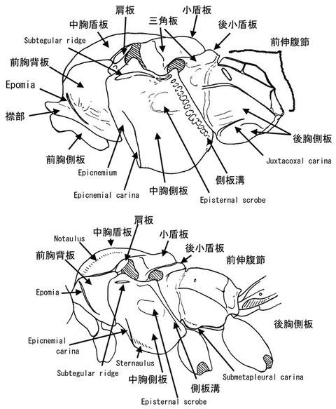 中体節の主要な形質（側方より）：上，クロフシヒラタヒメバチ Pimpla pluto Ashmead (Pimplinae)；下，ケンランナガハマキヤドリヒメバチ Teleutaea striata (Banchinae)．