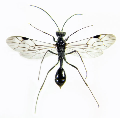 ミズバチ Agriotypus gracilis Waterston, 1930 (♂)
