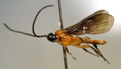 ハバチキバラコマユバチ　Proterops nigripennis Wesmael,1835