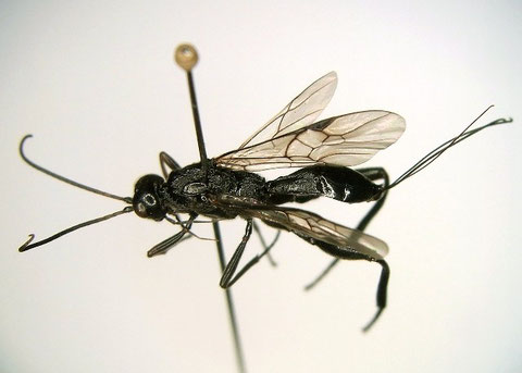 (2枚とも)ニッポンツノコマユバチ Helconidea nipponica (Watanabe,1972)