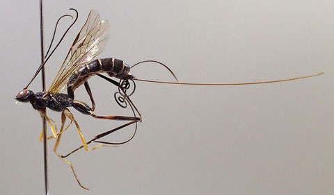 キスジクチキヒメバチ Cnastis vulgaris (Uchida, 1928)