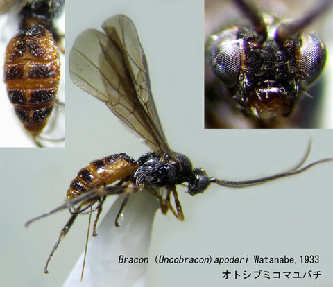 Bracon (Uncobracon) apoderi Watanabe,1933 オトシブミコマユバチ