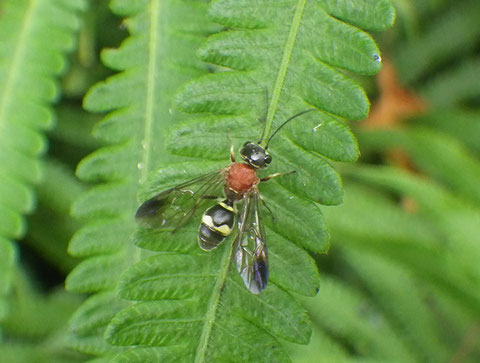 キスジセアカカギバラバチ Taeniogonalos fasciata (Strand 1913)