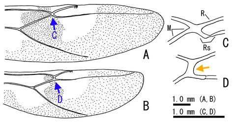 図．日本産Euurobracon属各種の後翅 - Ａ．C．ウマノオバチ E. yokahamae, B．D．ヒメウマノオバチ E. breviterebrae.