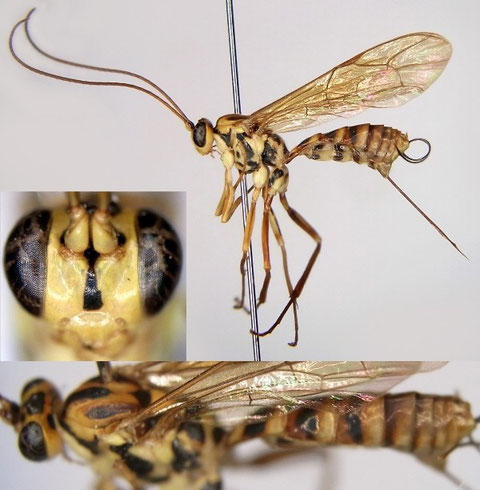 オナガアメバチモドキ Phytodietes (Neochorus) longicauda (Uchida, 1931)