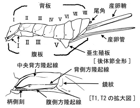 後体節の主要な形質（側方より）：上，クロフシヒラタヒメバチ Pimpla pluto Ashmead (Pimplinae)；下，Teleutaea corniculata Momoi (Banchinae)．