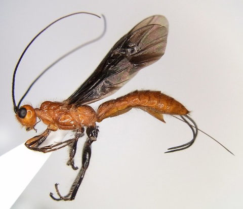 ムネアカトゲコマユバチ Zombrus bicolor (Enderlein,1912)