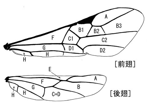 前翅翅室 (Achterberg, 1979, 1988:modified Comstock-Needham system)ニッポンツノコマユバチ Helconidea nipponica (Watanabe,1972)