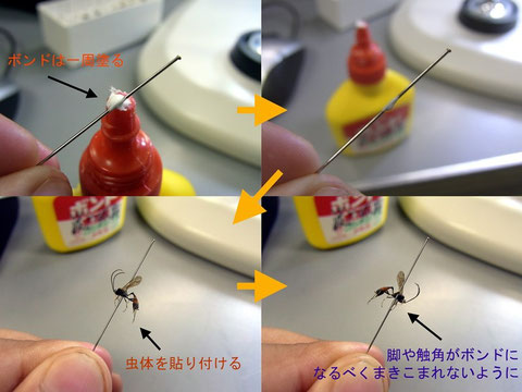 ハチの標本の作り方 Information Station Of Parasitoid Wasps ハチの標本の作り方 Information Station Of Parasitoid Wasps