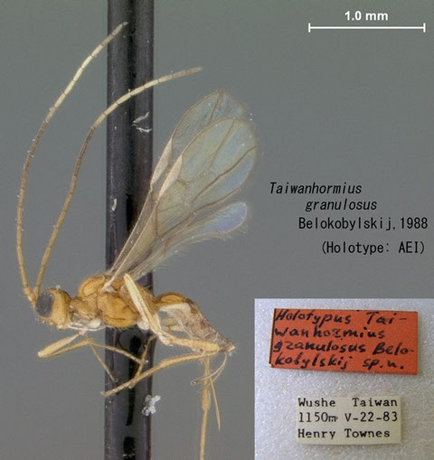 Taiwanhormius granulosus Belokobylskij, 1988 holotype (American Entomological Institute収蔵)