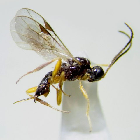 Eubazus sp.