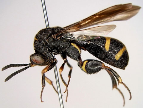 シリアゲコバチ Leucospis japonica Walker, 1871 (♂)