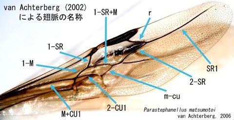 主な翅脈とその名称（ニッポンツノヤセバチ）