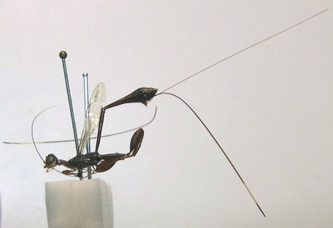 ケツノヤセバチ Foenatopus cinctus (Mats.) (Lectotype:北海道大学総合博物館収蔵)